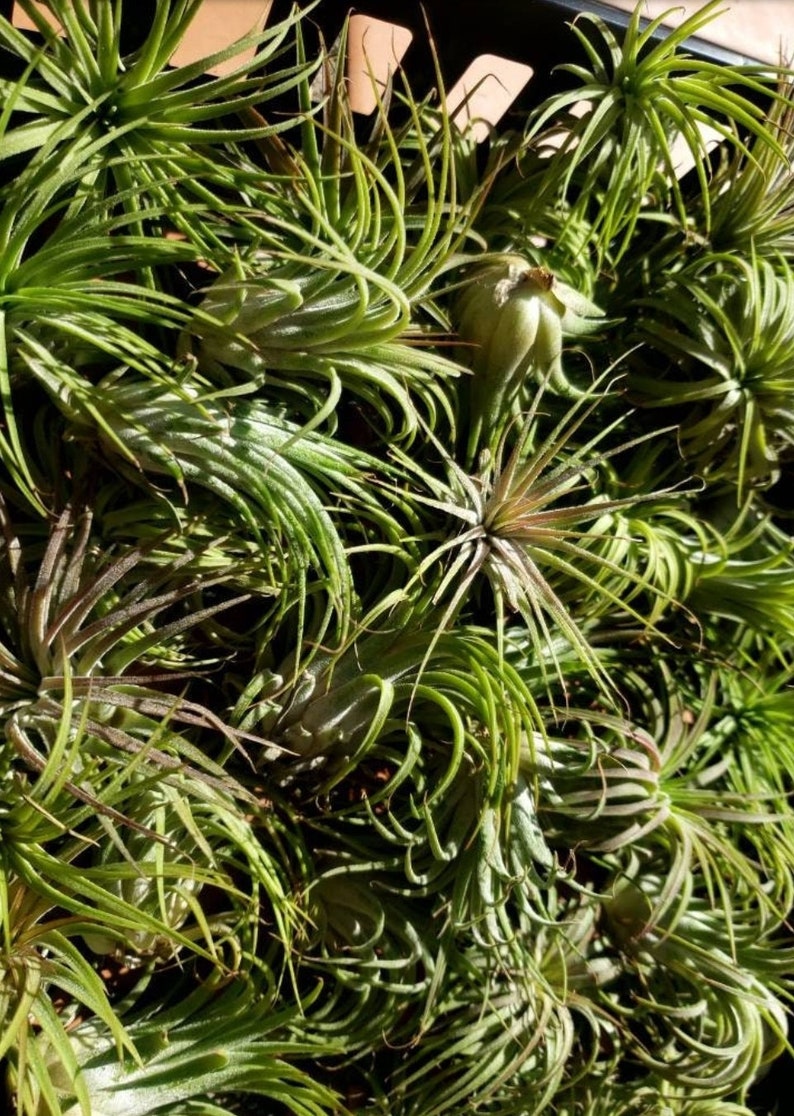 Ionantha 3 for 1 Deal Air Plants Tillandsia, Air Plant, Indoor Plant, House Plant, Easy Care Plant, Office Plant, Terrarium Plant imagem 4