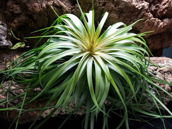 Image of Tillandsia ionantha and Haworthia fasciata bromeliad companion plants