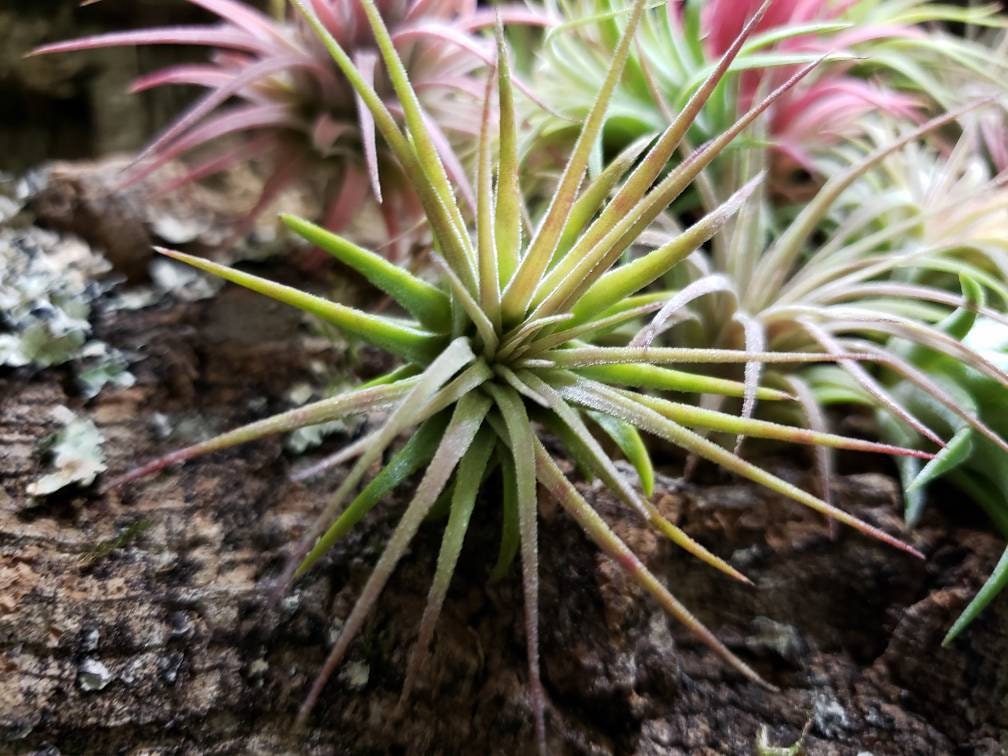 Mini Rubra Air Plants - Tillandsia, Air Plant, Indoor Plant, House