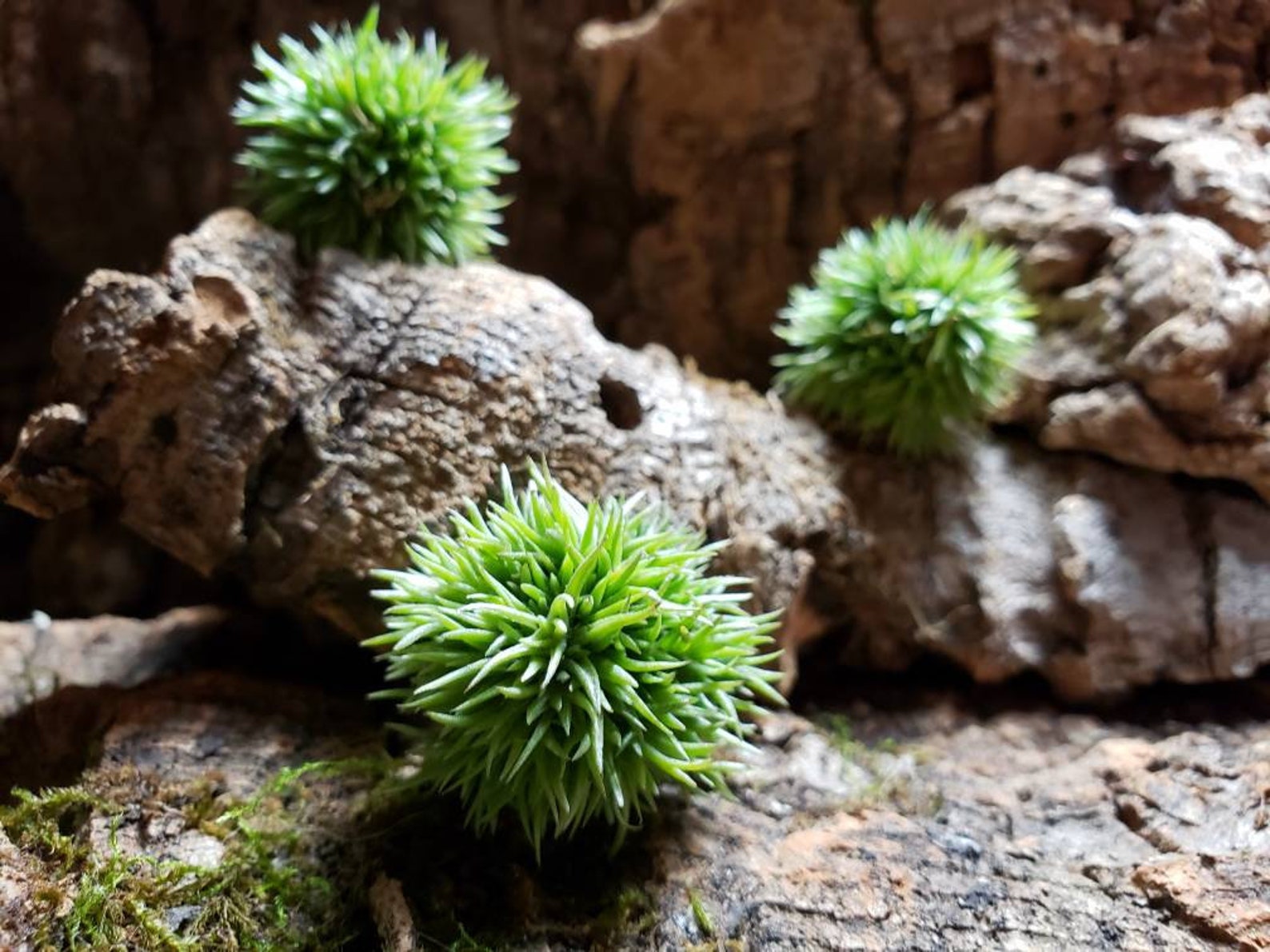 Aeranthos clumped tillandsia Teddy bear air plant