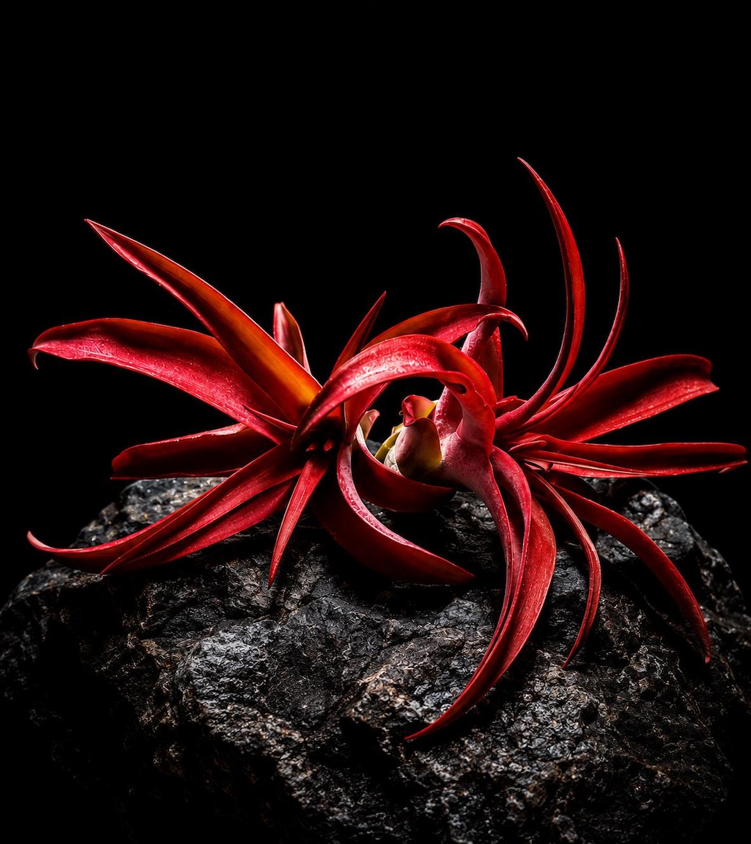 Red Enhanced Air Plant - Tillandsia Brachycaulos Red - Etsy