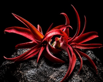 ブロメリア・エアープランツ Tillandsia chapeuensis v.turriformis Tillandsia Chapeuensis V Turriformis - Etsy