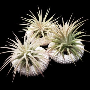 Air Plants In Urchin Shells - Tillandsia, Air Plant, Indoor Plant, House Plant, Terrarium Plant, Easy Care Plant, Bromeliad, Succulents.