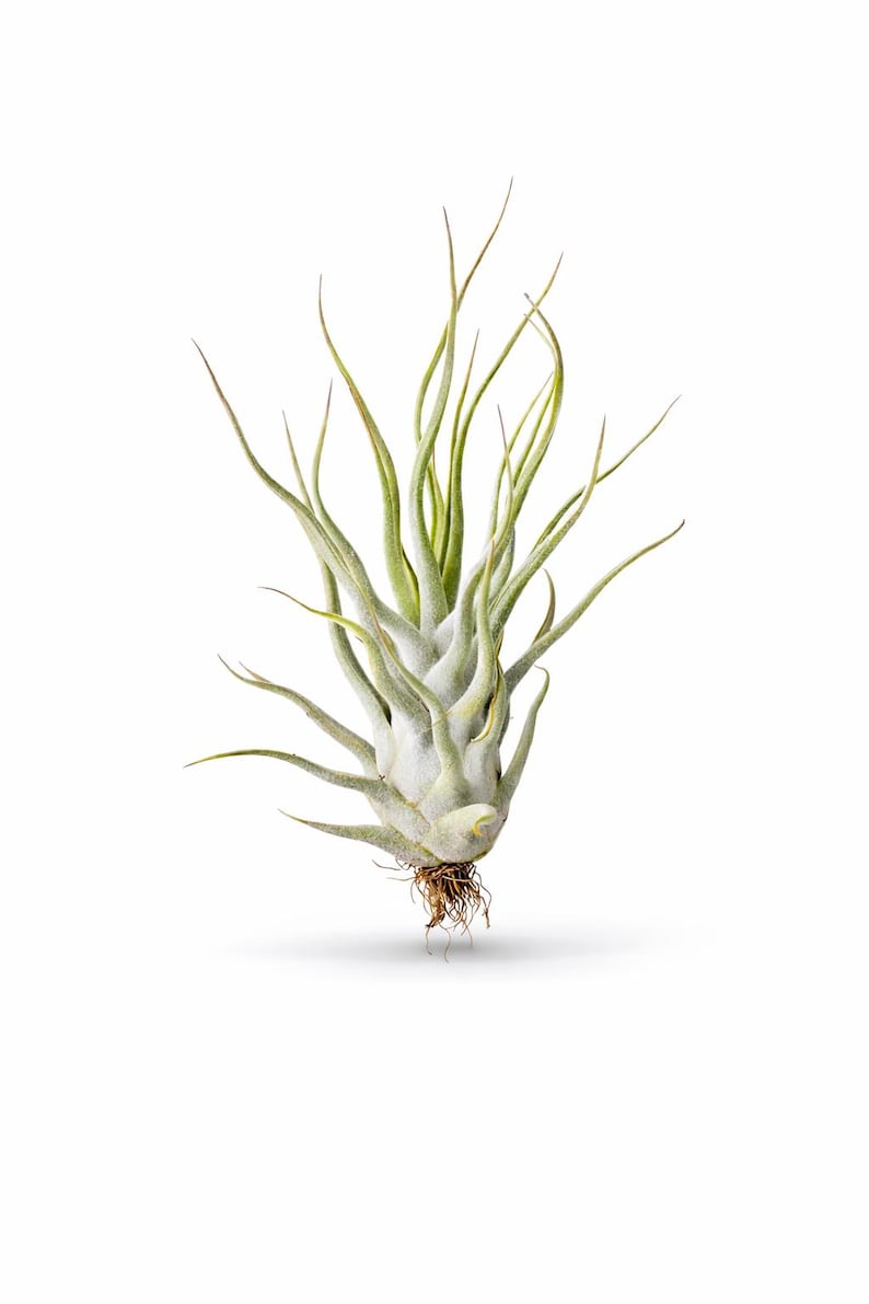 Ehlersiana x Bulbosa Air Plant - Thumbnail 3