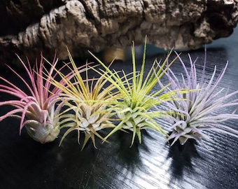 4 Pack Color Enhanced Ionantha Air Plants - Tillandsia, Pink Air Plant, Purple Air Plant, Orange Air Plant, Yellow Air Plant.