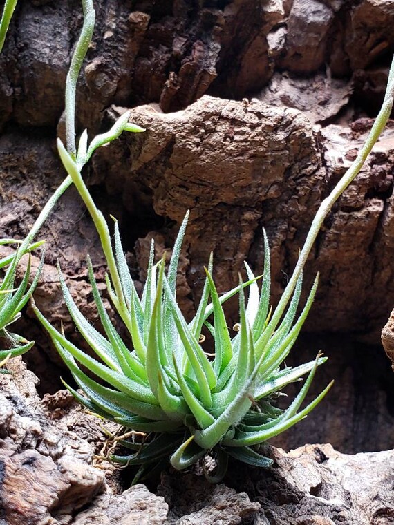Loliacea Clump Miniature Air Plants - Tillandsia, Air Plant