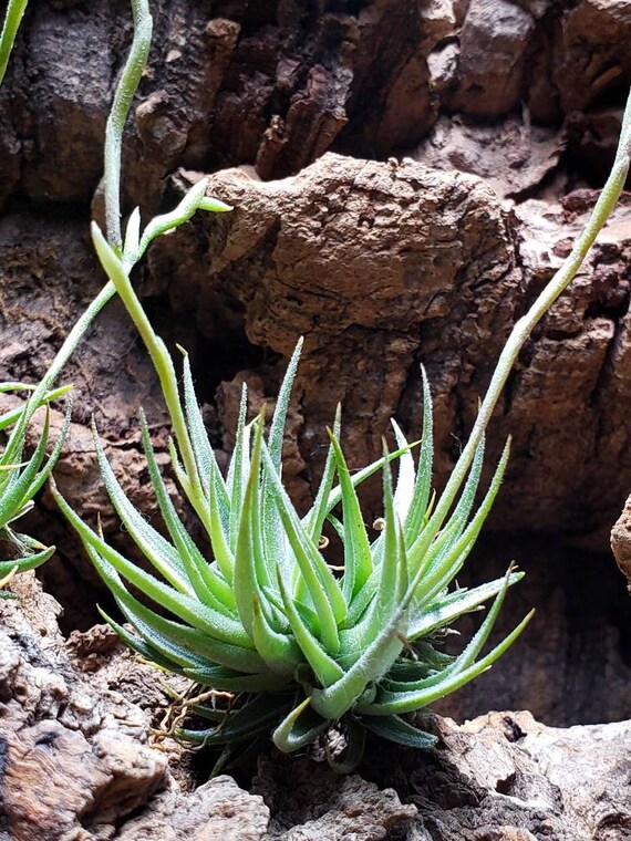 Mini Rubra Air Plants Tillandsia, Air Plant, Indoor Plant, House