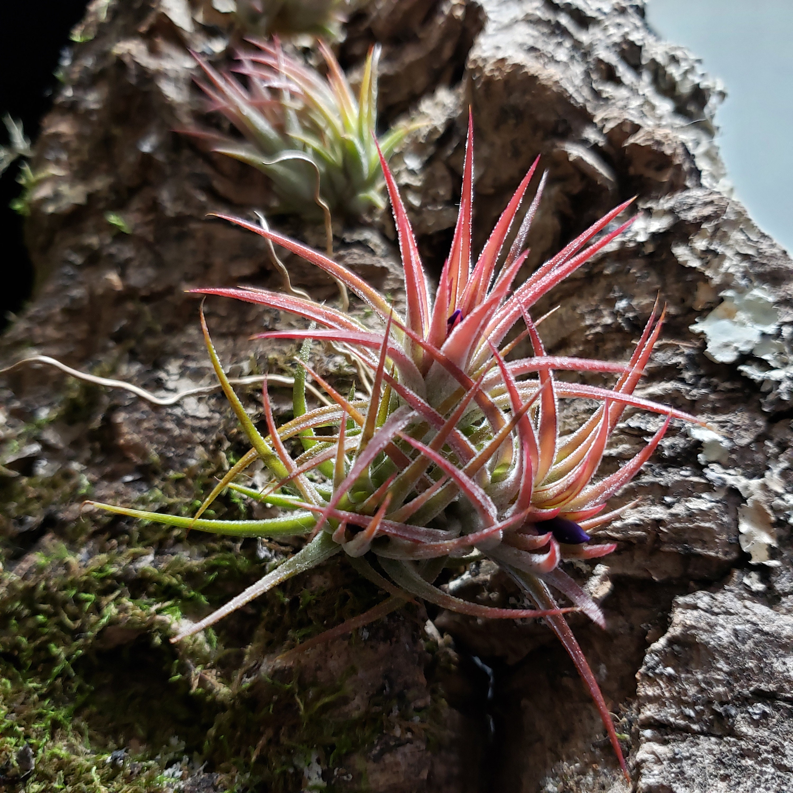 IN BLUSH -ionantha Mexico Air Plant – Clumps or Singles Tillandsia