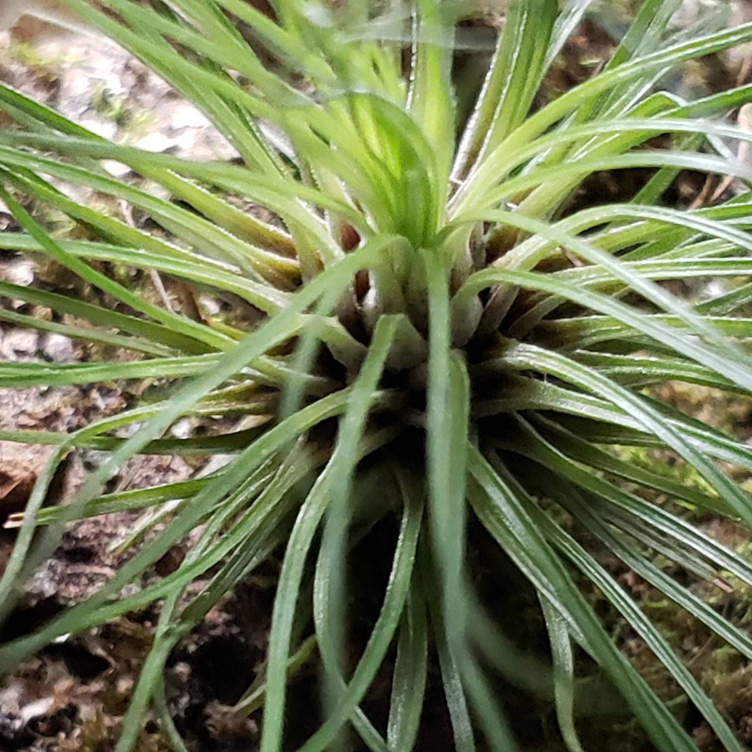 Filifolia Air Plants Tillandsia Air Plant Indoor Plant | Etsy