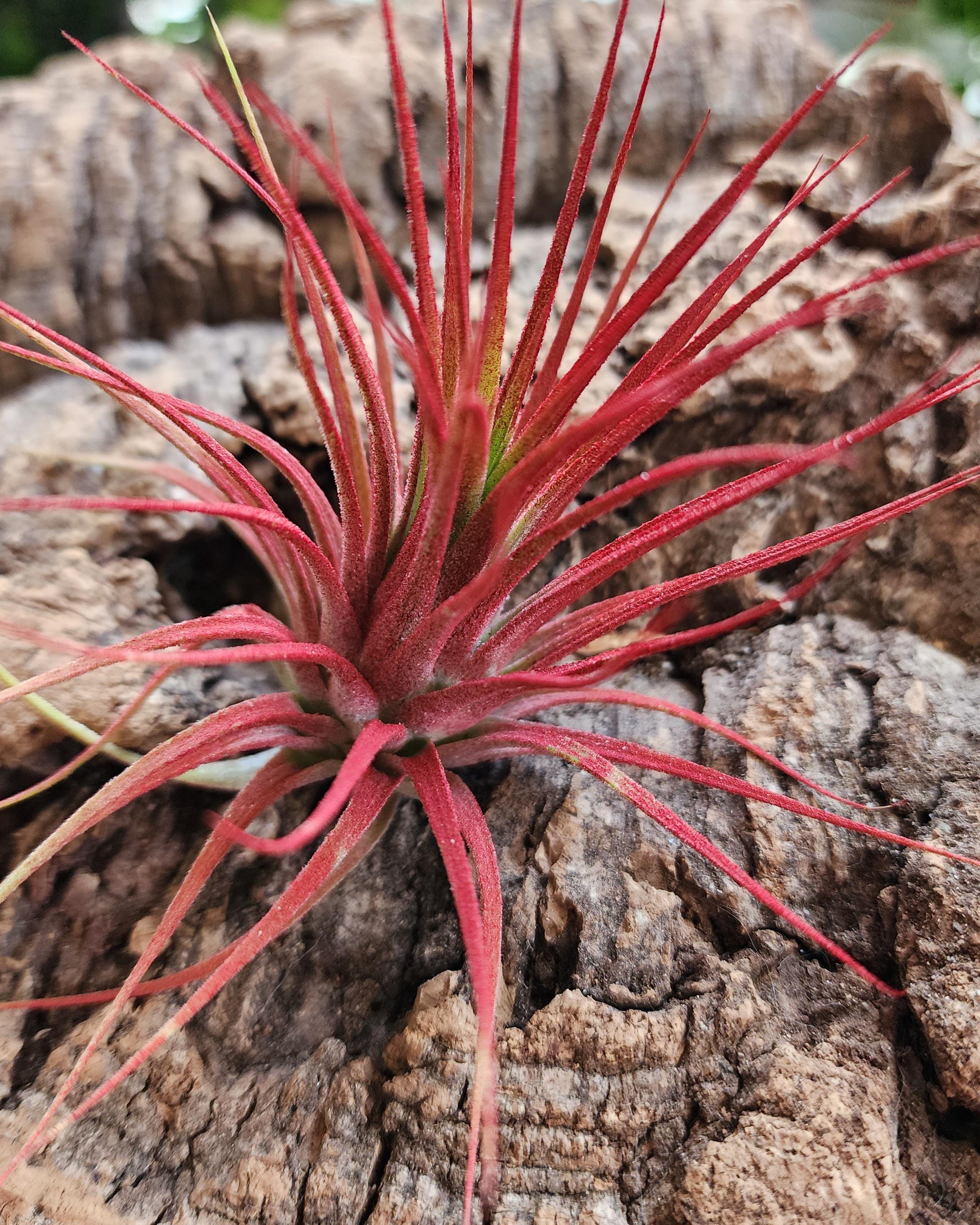 Red Enhanced Air Plants - Tillandsia Ionantha Red - Etsy