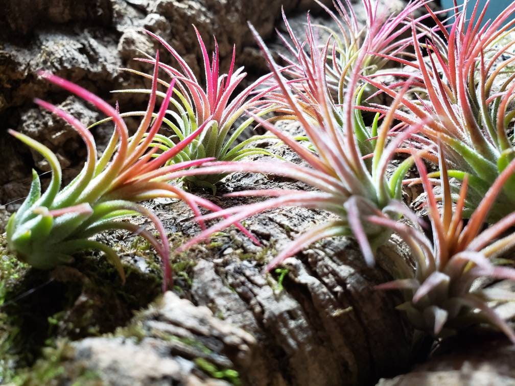 Ionantha Fuego Air Plant – Vibrant Pink Tillandsia, Easy Care