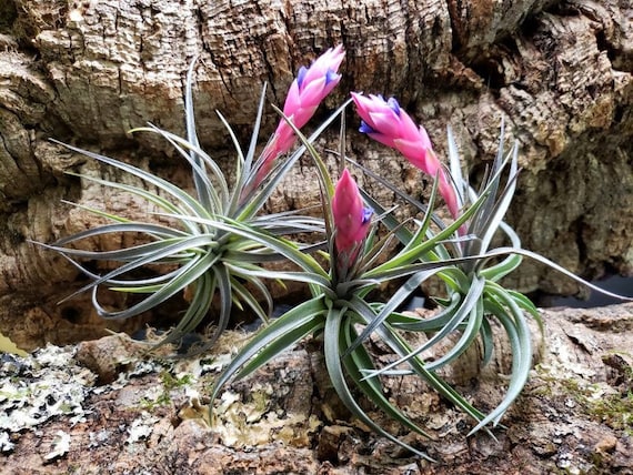 Aeranthos Purple Air Plants Tillandsia, Air Plant, Indoor Plant