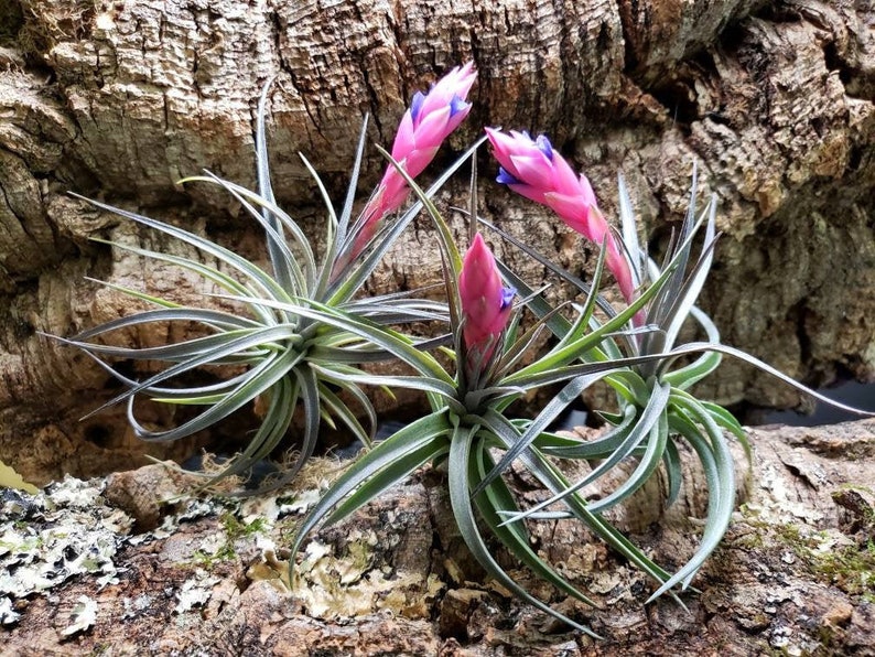 Aeranthos Purple Air Plants Tillandsia, Air Plant, Indoor Plant, House Plant, Terrarium Plant, Easy Care Plant, Bromeliad. image 1