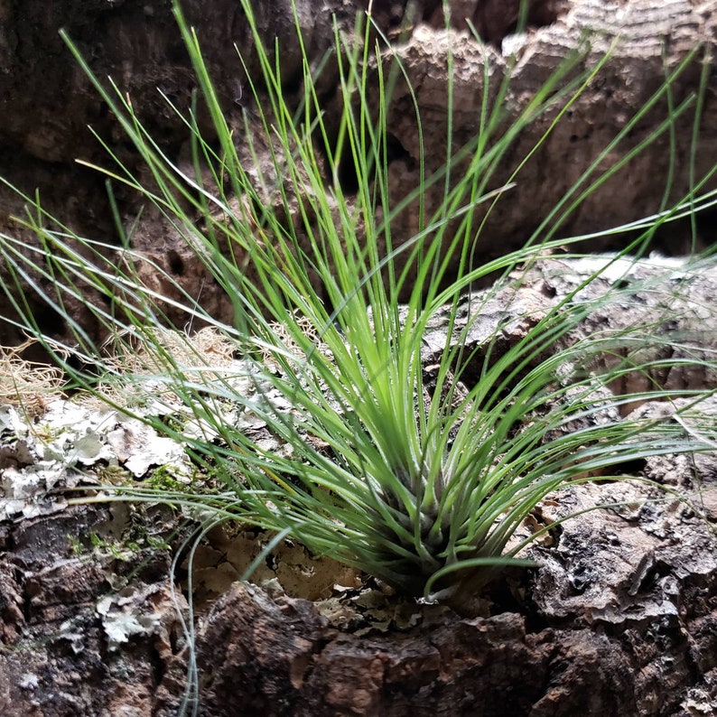 Filifolia Air Plants Tillandsia Air Plant Indoor Plant | Etsy