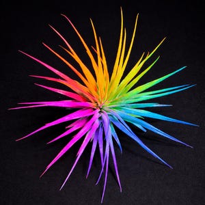 Rainbow Tillandsia Air Plant – Vibrant Hand-Dyed Ionantha – Colorful Living Décor for Home, Terrariums & Gifts Colored Air Plant