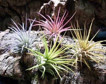 4 Pack Color Enhanced Ionantha Air Plants - Tillandsia, Pink Air Plant, Purple Air Plant, Orange Air Plant, Yellow Air Plant.