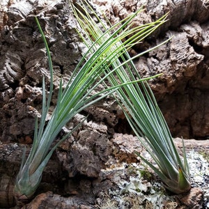 Juncea Air Plants - Tillandsia, Air Plant, Indoor Plant, House Plant, Terrarium Plant, Easy Care Plant, Bromeliad, Succulents.