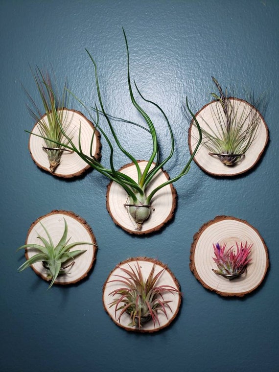 Air Plant Holder with Rock and Wire {DIY Air Plant Display