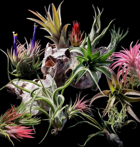 Buy 5 Pack Assorted Small Air Plant Mix - Air Plants, Air Plant Variety  Pack, Tillandsia, Air Plant, Indoor Plant, House Plant Online in India -  Etsy