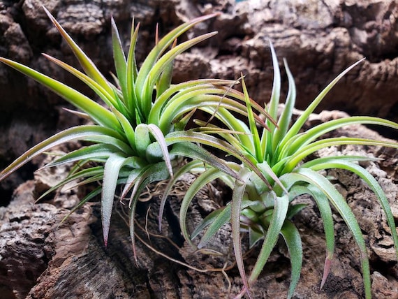 Ionantha maxima Tillandsia, plante aérienne, plante d'intérieur