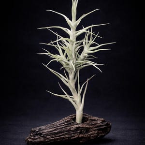 May include: A light green air plant with spiky leaves is displayed in a dark brown, textured wooden holder. The plant has a tree-like appearance against a black background. The air plant is a unique decorative item.
