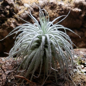 XL Tectorum Ecuador Air Plant - Tillandsia, Air Plant, Indoor Plant, House Plant, Terrarium Plant, Easy Care Plant, Bromeliad, Succulents