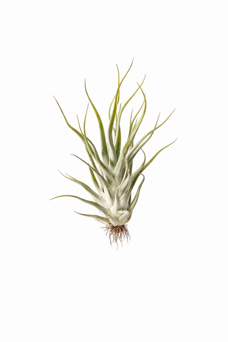 Ehlersiana x Bulbosa Air Plant - Thumbnail 2