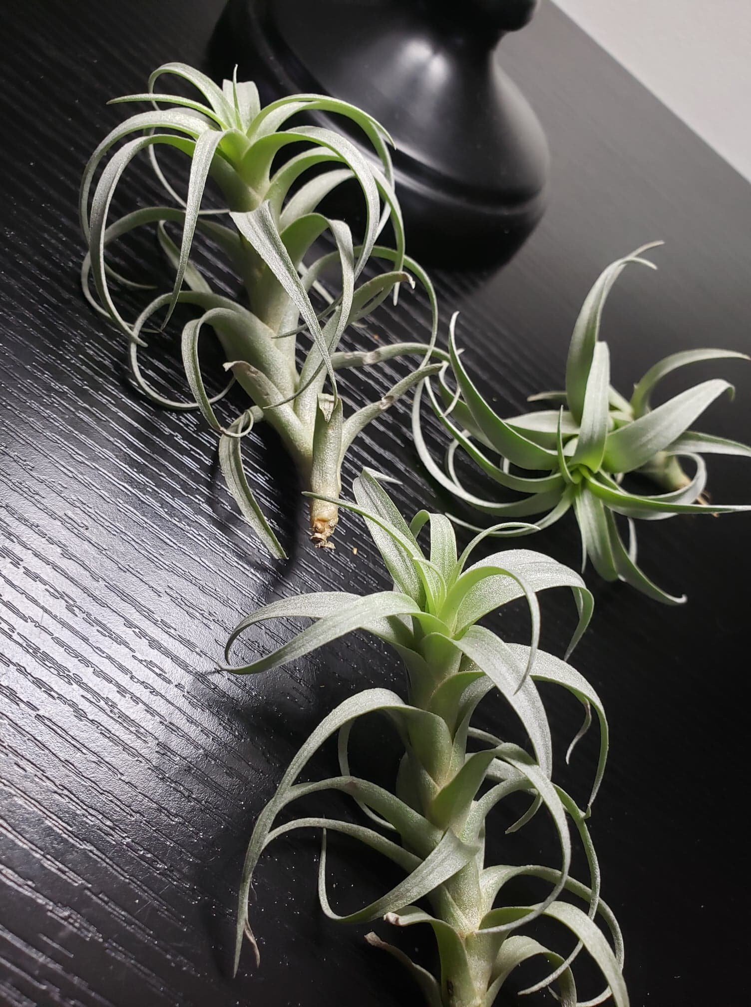 Nana Mini Air Plants Tillandsia Indoor Plant House Plant Etsy