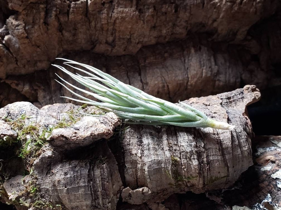 Kirschnekii Air Plants Tillandsia Air Plant Indoor Plant - Etsy Hong Kong