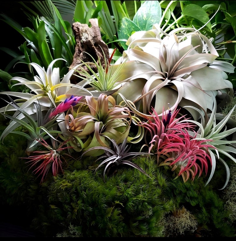 Air Plant Wholesale Mix Pick Your Own Quantity Air Plants, Air Plant Variety Pack, Tillandsia, Air Plant, Indoor Plant, House Plant image 1