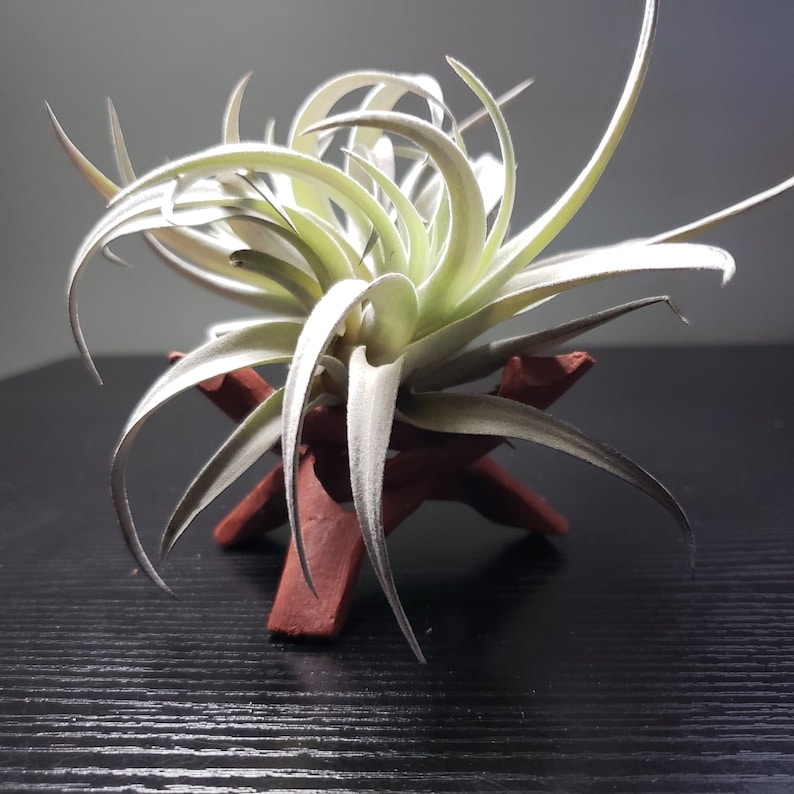 4 Wooden Air Plant Holder Driftwood Air Plant Etsy