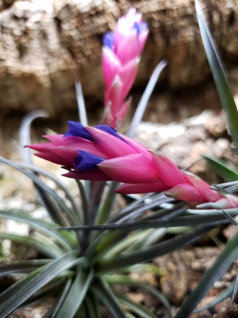 Aeranthos Purple Air Plants Tillandsia, Air Plant, Indoor Plant, House Plant, Terrarium Plant, Easy Care Plant, Bromeliad. image 4