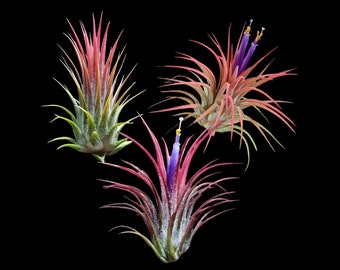 Ionantha 3 for 1 Deal Air Plants - Tillandsia, Air Plant, Indoor Plant, House Plant, Easy Care Plant, Office Plant, Terrarium Plant