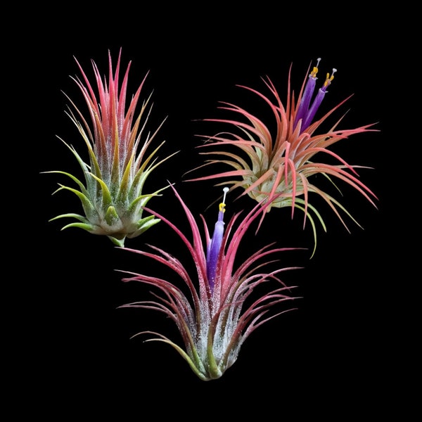 Ionantha 3 for 1 Deal Air Plants - Tillandsia, Air Plant, Indoor Plant, House Plant, Easy Care Plant, Office Plant, Terrarium Plant