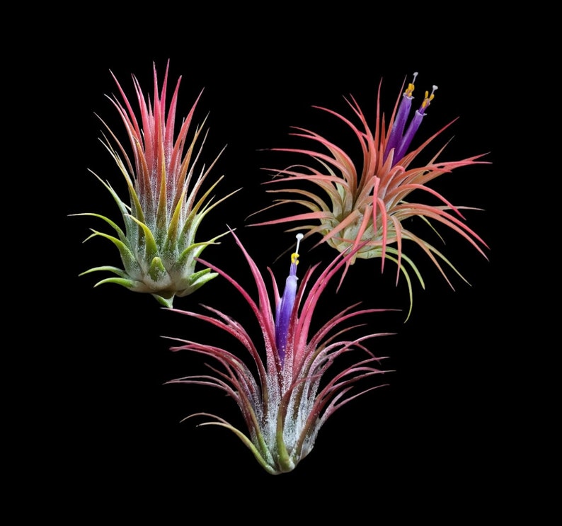 Ionantha 3 for 1 Deal Air Plants Tillandsia, Air Plant, Indoor Plant, House Plant, Easy Care Plant, Office Plant, Terrarium Plant imagem 1