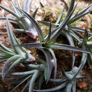 Aeranthos Purple Air Plants Tillandsia, Air Plant, Indoor Plant, House Plant, Terrarium Plant, Easy Care Plant, Bromeliad. image 10