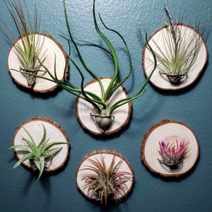 Air Plant Holder - Wall Mount for Air Plants, Wood Air Plant Stand, Air Plant Mount.