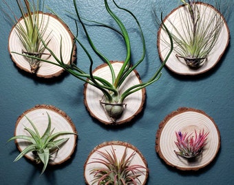 Wood Air Plant Holder: Wall Mount Stand with Aluminum Wire