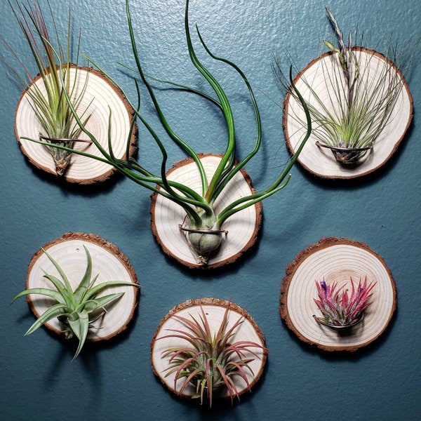 Air Plant Holder - Wall Mount for Air Plants, Wood Air Plant Stand, Air Plant Mount.