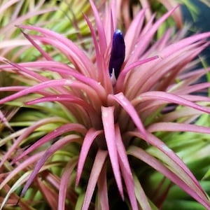 Ionantha 3 for 1 Deal Air Plants Tillandsia, Air Plant, Indoor Plant, House Plant, Easy Care Plant, Office Plant, Terrarium Plant imagem 10