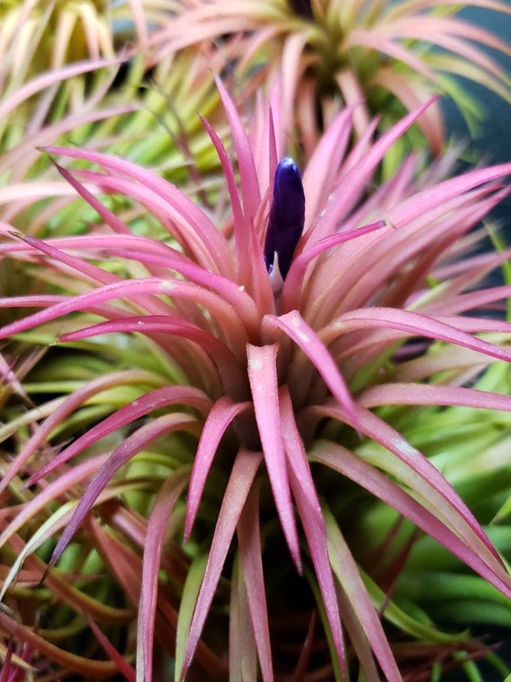 Pick Your Size Rubra Air Plants - Color Changing Green or Pink