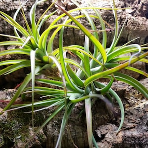 Concolor x Brachycaulos Air Plants, Tillandsia, Air Plant, Indoor Plant, House Plant, Terrarium Plant, Easy Care Plant, Bromeliad, Succulent