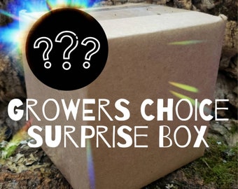 Growers Choice Surprise Box - Air Plants, Air Plant Variety Pack, Tillandsia, Air Plant, Indoor Plant, House Plant, Terrarium Plant