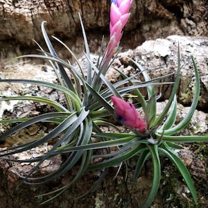 Aeranthos Purple Air Plants Tillandsia, Air Plant, Indoor Plant, House Plant, Terrarium Plant, Easy Care Plant, Bromeliad. image 5