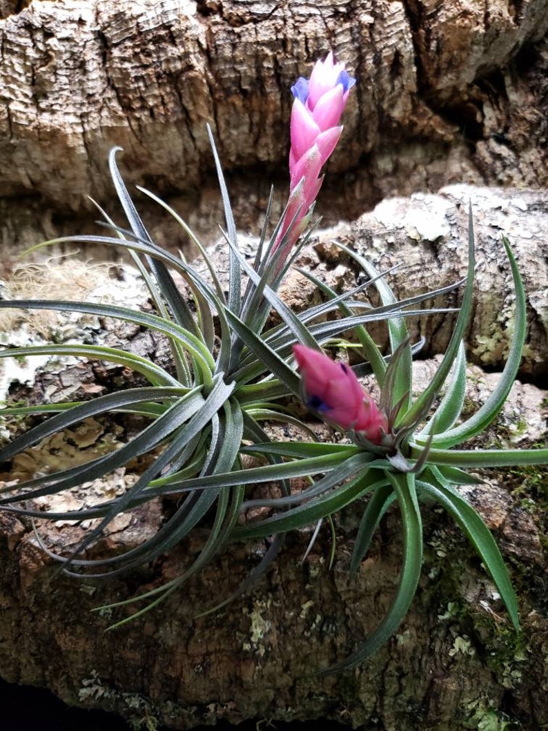 Aeranthos Purple Air Plants Tillandsia, Air Plant, Indoor Plant, House Plant, Terrarium Plant, Easy Care Plant, Bromeliad. image 5