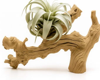 Sandblasted Grapevine Wood – 12” Natural Driftwood | Terrarium, Aquascape, Reptile Decor, Air Plant Display, Craft Wood