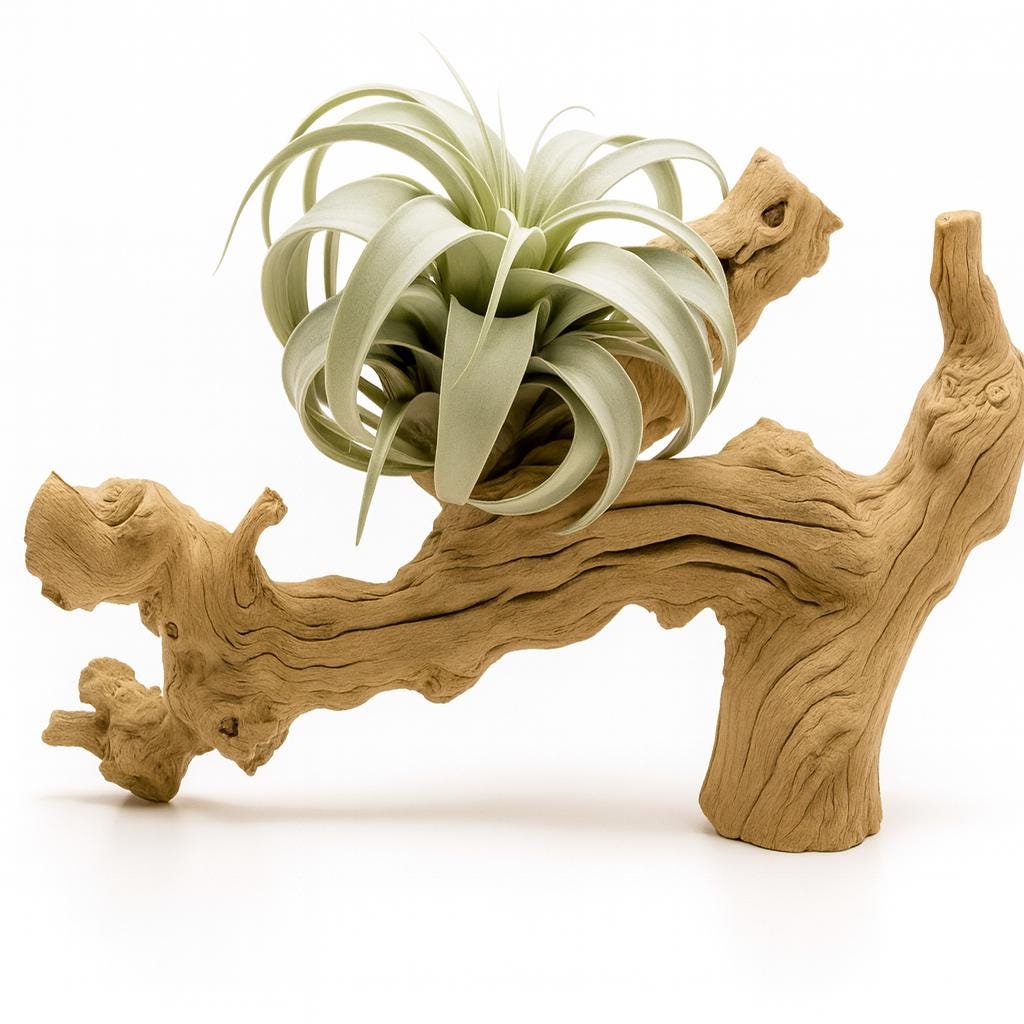 Sandblasted Grapevine Wood - 12" Natural Driftwood Terrarium, Aquascape, Reptile Decor, Air Plant Display, Craft Wood