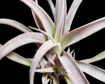 Chiapensis Gigantesco Air Plants - Tillandsia, Air Plant, Indoor Plant, House Plant, Terrarium Plant, Easy Care Plant, Bromeliad, Succulents