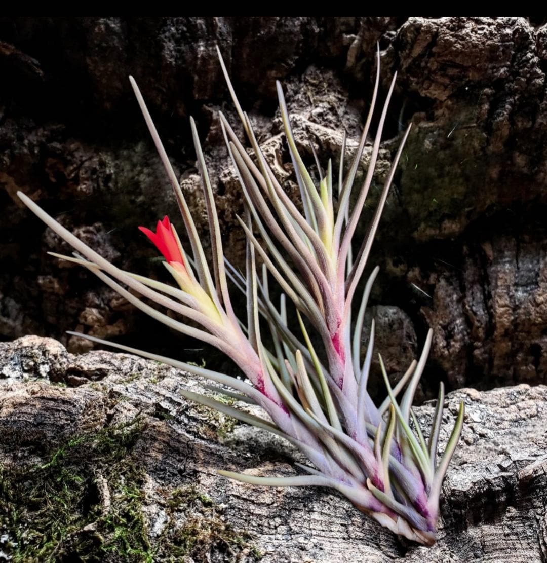 BlackRiverAirPlantCo - Etsy