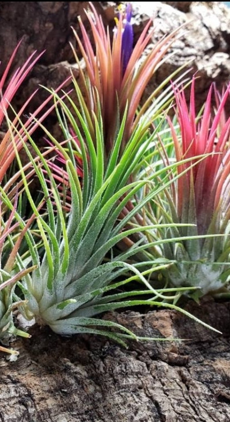 Ionantha 3 for 1 Deal Air Plants Tillandsia, Air Plant, Indoor Plant, House Plant, Easy Care Plant, Office Plant, Terrarium Plant imagem 2